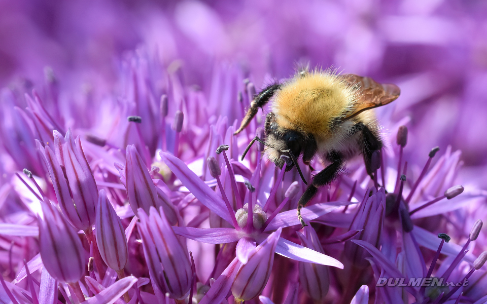 Common Carder Bee (Bombus pascuorum)